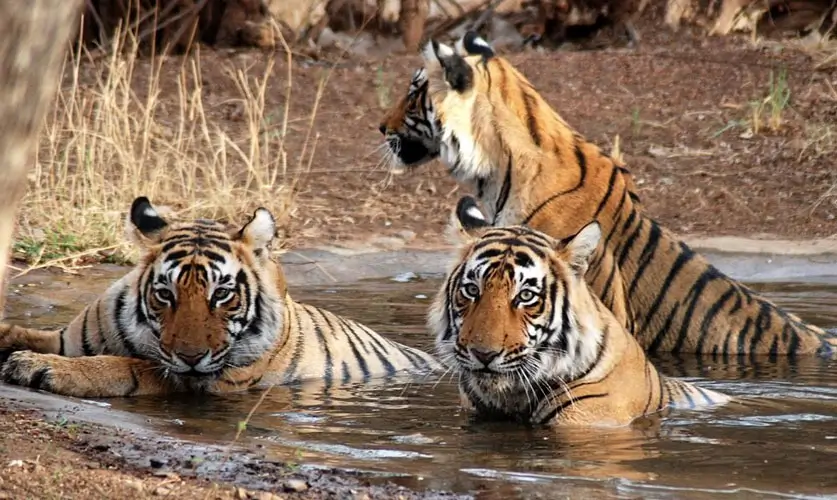 ranthambore-national-park