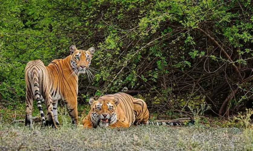 sariska-tiger-reserve