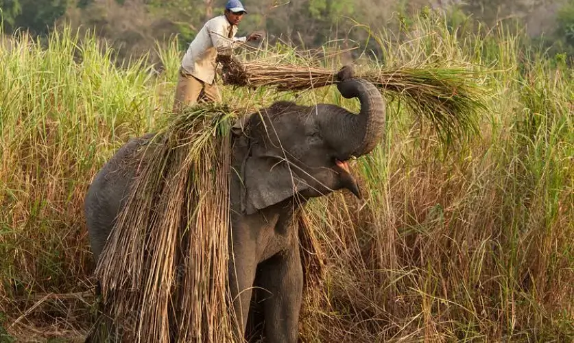 why-elephants-are-the-most-intelligent-land-animals